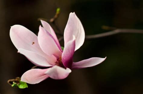 白玉蘭花種植禁忌|玉蘭花種植方法以及注意事項